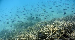 Australski znanstvenici uzgojili koralje otporne na više temperature