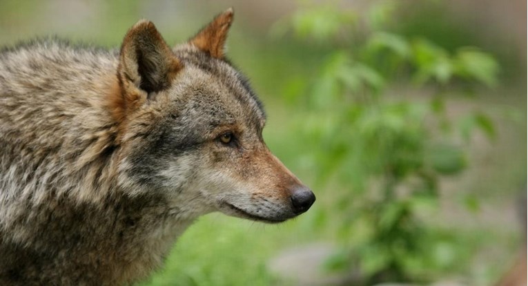 Rastu naknade za štetu od vuka, za neke životinje i do 300%
