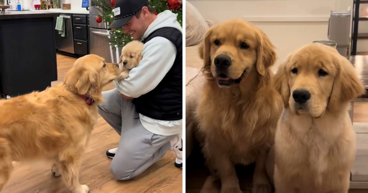 Vlasnici pokazali za&#x161;to psu trebate pokloniti drugog psa za Bo&#x17E;i&#x107;, video je hit