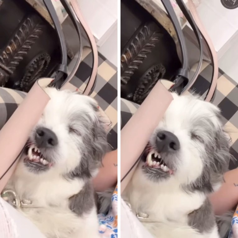 Pas je išao s vlasnicom na posao. Ona snimila kako je smiješno zaspao