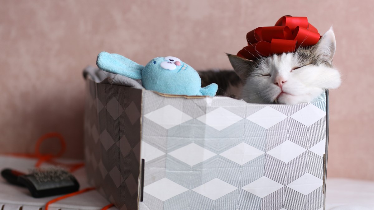 Ljubimci nisu poklon, oni su odgovornost za čitav život