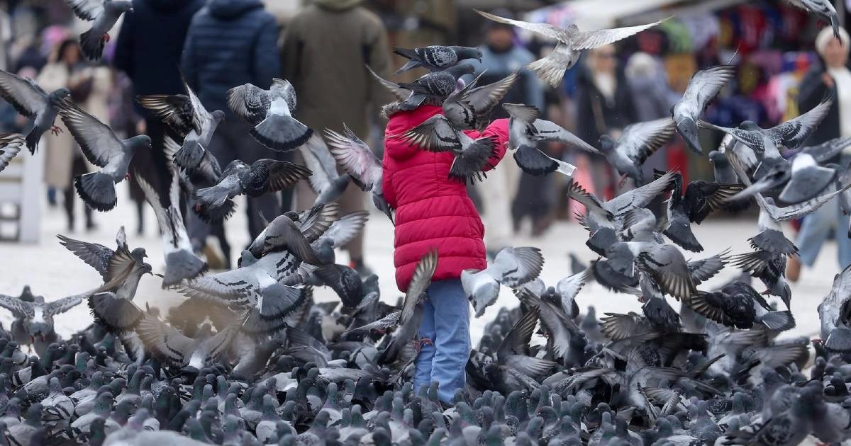 Fotka dana: Na Baščaršiji djevojčica hranila golubove, potpuno su je okružili