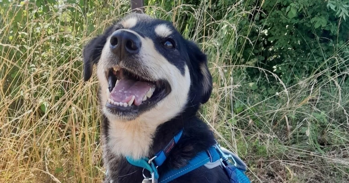 Alvaro je mjesecima živio sam u šumi i izbjegavao ljude, sada je spreman za novi dom