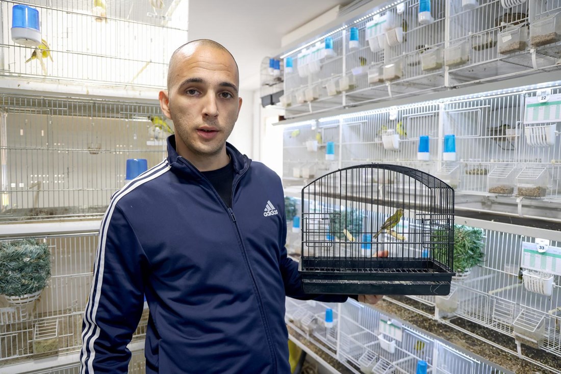 VIDEO Roko (28) iz Bibinja ima najljepše kanarince na svijetu