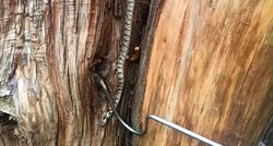 FOTO Vatrogasci u Rovinju izvukli zmiju iz debla stabla