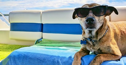 Odlična vijest za vlasnike pasa: Katamarani Jadrolinije uskoro će prevoziti veće pse