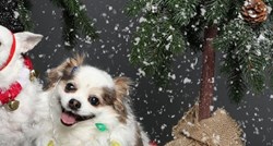 "Egzistencijalna kriza": Božićna fotka dva psa je hit zbog face jednog od njih