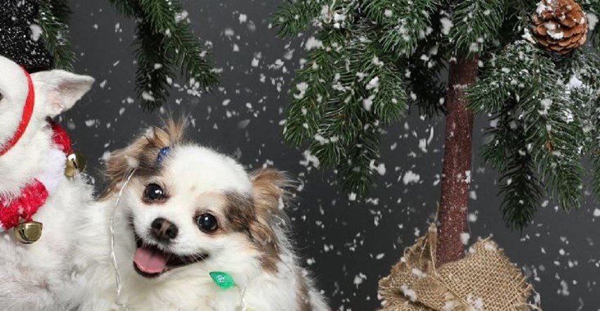 "Egzistencijalna kriza": Božićna fotka dva psa je hit zbog face jednog od njih