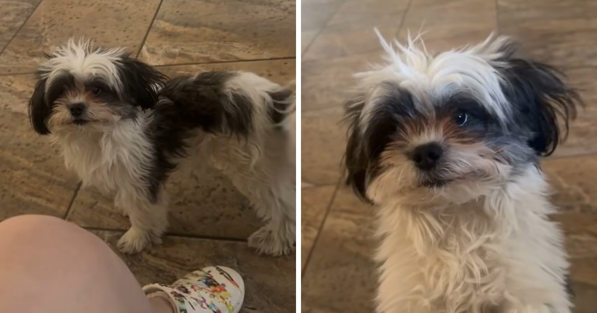 Woody ne razumije engleski, ali španjolski mu je potpuno jasan