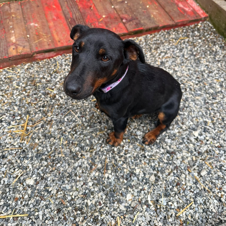 Malena Biserka smrzava se u boksu azila. Pronađimo joj dom