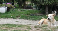 U romskim naseljima su stotine nezbrinutih pasa. "Inspekcija ide na teren, ali..."