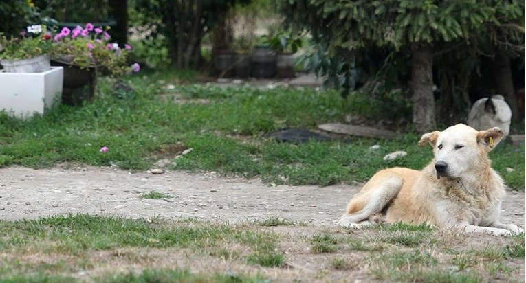 U romskim naseljima su stotine nezbrinutih pasa. "Ovo je ogroman problem"