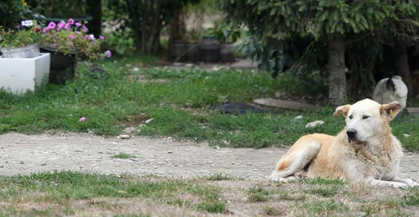 U romskim naseljima su stotine nezbrinutih pasa. "Inspekcija ide na teren, ali..."