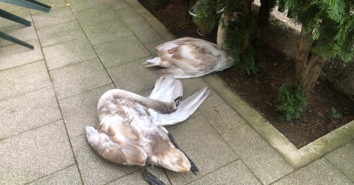 Vrana na Jarunu napala labudove, pali su ljudima u dvorište. Jedan je uginuo
