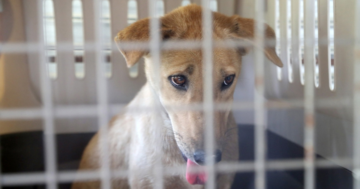 Tužni i banalni razlozi zbog kojih psi završavaju u skloništima