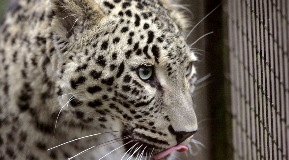 VIDEO Leopard u Iranu napao policajca