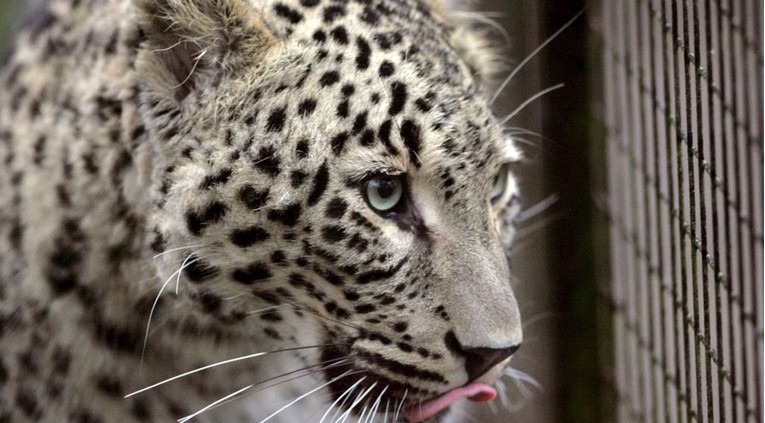 VIDEO Leopard u Iranu napao policajca
