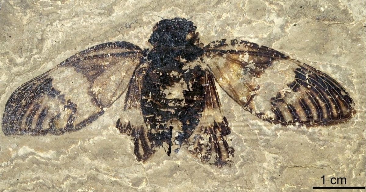 U Njemačkoj otkriven fosil cvrčka star 47 milijuna godina. Vide mu se žile na krilima