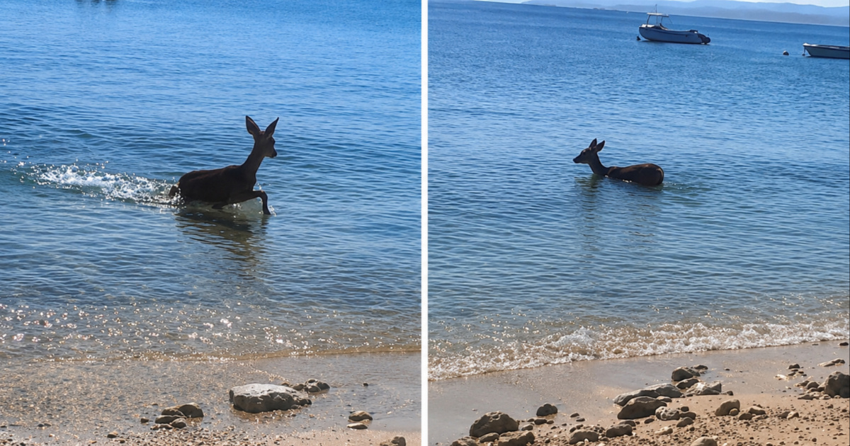 Presladak prizor iz Stare Baške: Srna došla na plažu i okupala se u moru