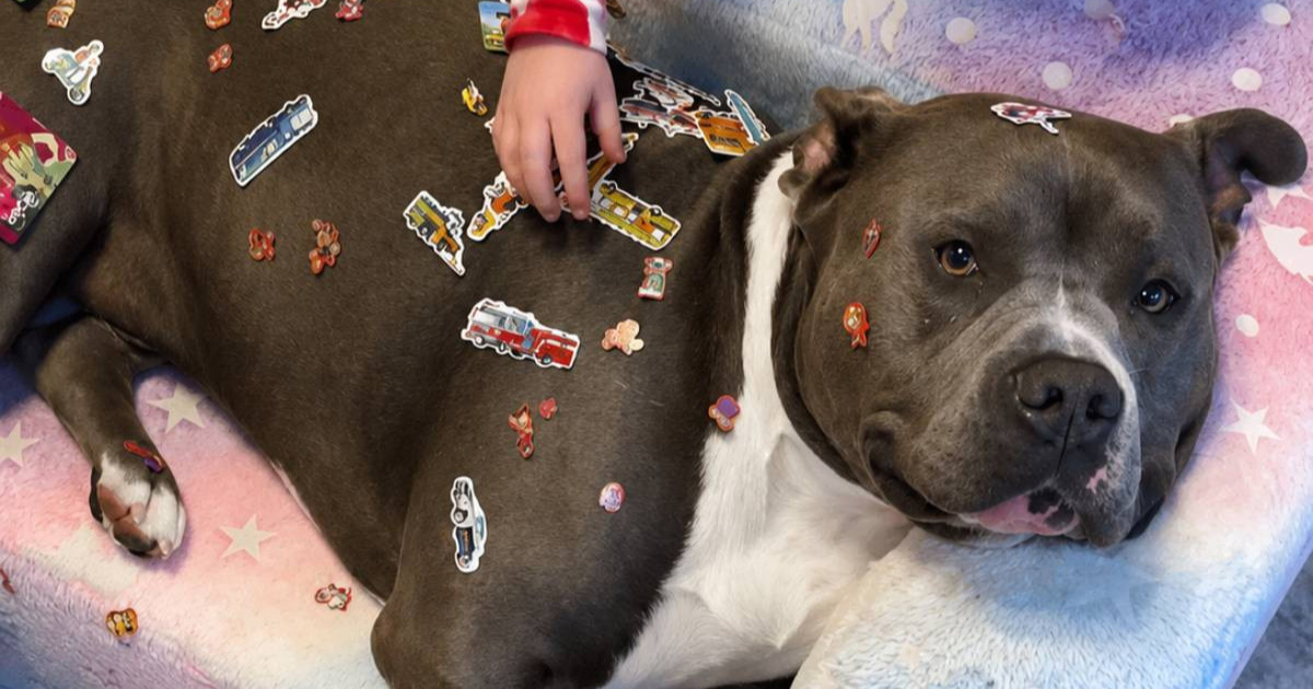 Strpljivi pit bull Hipo osvojio je ljude na internetu 🥰