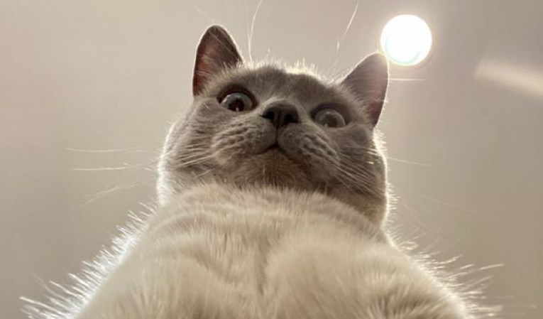 Ostavio otključan mobitel, pronašao mačkine selfieje koji su postali hit