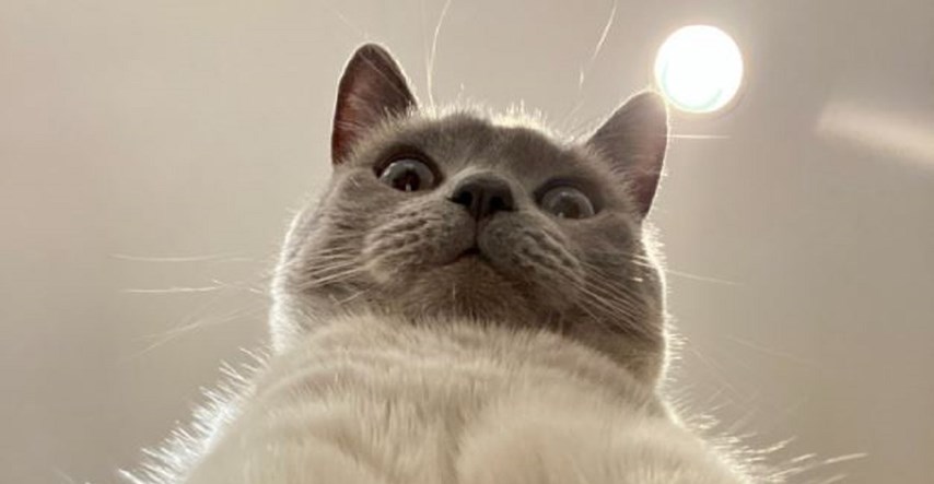 Ostavio otključan mobitel, pronašao mačkine selfieje koji su postali hit