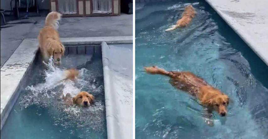 Ovi psi jedva su dočekali da im vlasnik otvori bazen, iste sekunde su uskočili u vodu