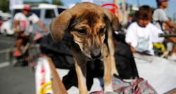 Ljubitelji životinja na Filipinima za Valentinovo se družili sa psima iz azila