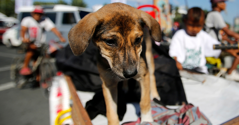 Ljubitelji životinja na Filipinima za Valentinovo se družili sa psima iz azila