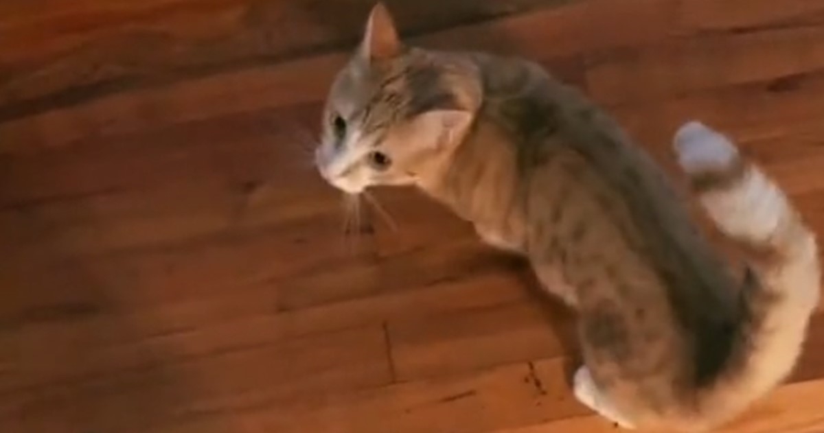 Vlasnica nije dopustila mački da se trlja uz nju pa je iznenadila njezina reakcija