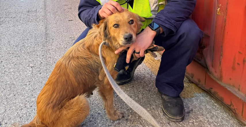 Pas spašen iz brodskog kontejnera nakon što je bio zarobljen više od tjedan dana