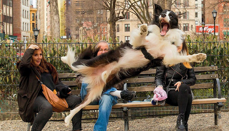 Godinama fotka pse na ulicama, rezultat su urnebesni prizori i najslađe poze
