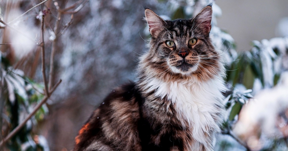 Jesu li se neke pasmine mačaka razvile prirodnim putem?