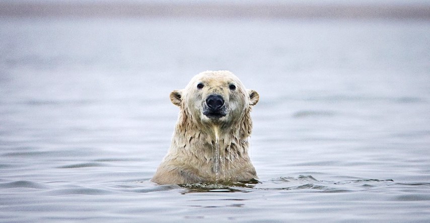 SAD prekinuo istraživanja nafte i plina na Aljasci gdje žive polarni medvjedi