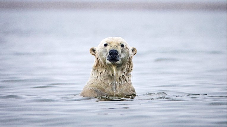 SAD prekinuo istraživanja nafte i plina na Aljasci gdje žive polarni medvjedi
