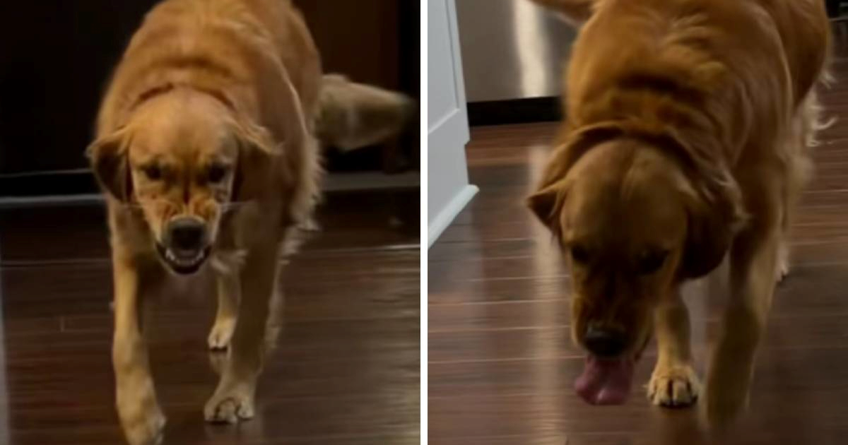 VIDEO Je li ovo najslađi ili najstrašniji pseći osmijeh?