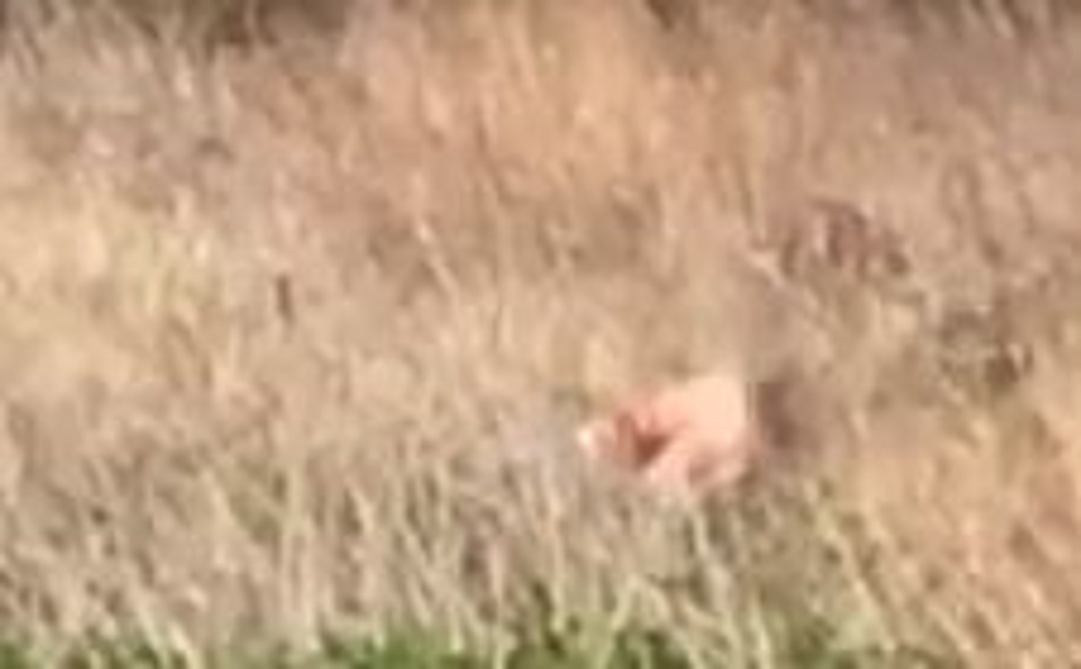 Napaljeni par snimljen kako se seksa usred parka: "Toliko o ostanku doma" (18+)