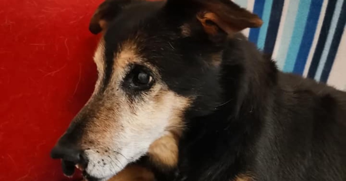 Uginuo je Nosonja, najstariji pas u Hrvatskoj. Imao je 21 godinu