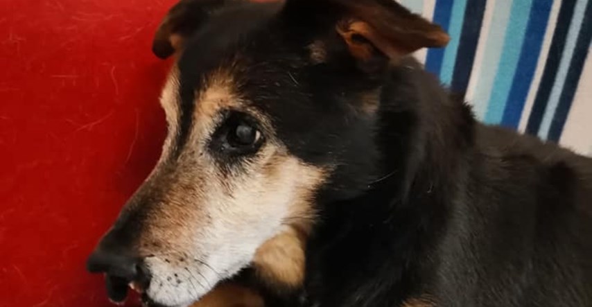 Uginuo je Nosonja, najstariji pas u Hrvatskoj. Imao je 21 godinu