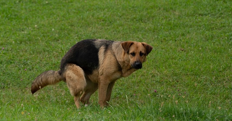 Pet razloga zašto vas pas promatra dok obavlja nuždu