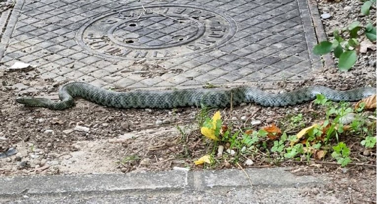 U zagrebačkim Utrinama primijećena velika zmija. Dumovec: Nema razloga za paniku