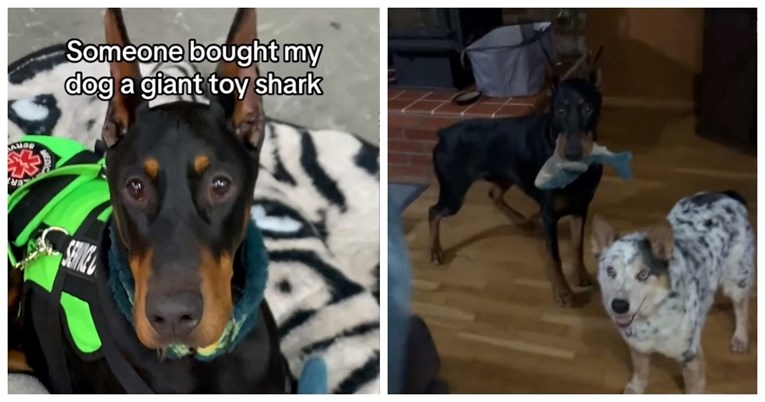 Pas dobio divovsku verziju svoje najdraže igračke, njegova reakcija je sve