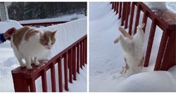 VIDEO 15 milijuna pregleda: Ovaj mačak nije se baš snašao u snijegu