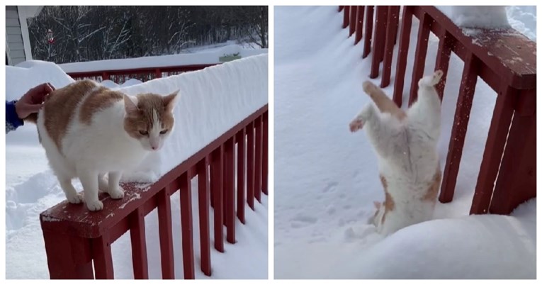 15 milijuna pregleda: Mačak bio prvi put na snijegu, evo kako je to završilo