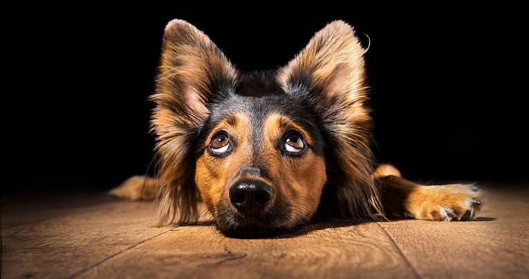 Ovo su četiri najčešća razloga zbog kojih psi zure u svoje vlasnike