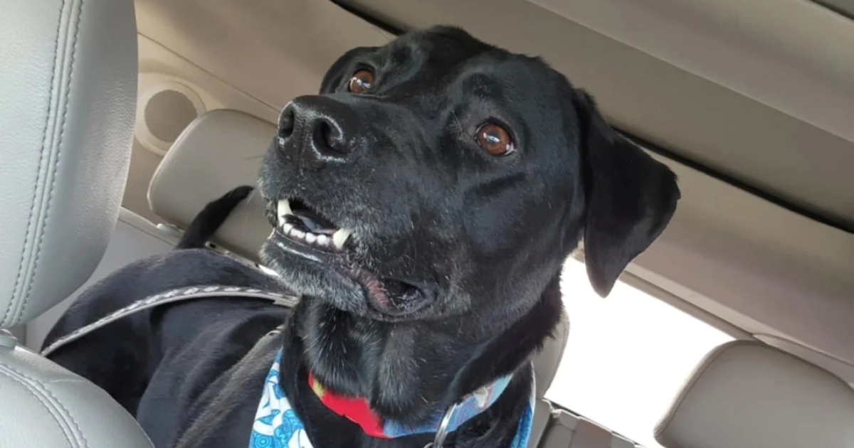 Labradorica postala viralna zbog vitiliga, pogledajte kako se promijenila u 2 godine