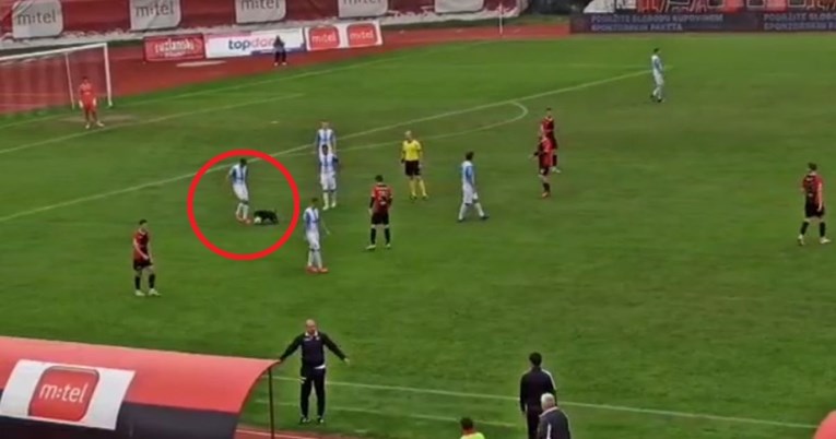 VIDEO Pas prekinuo utakmicu u Tuzli pa progurao igraču loptu kroz noge