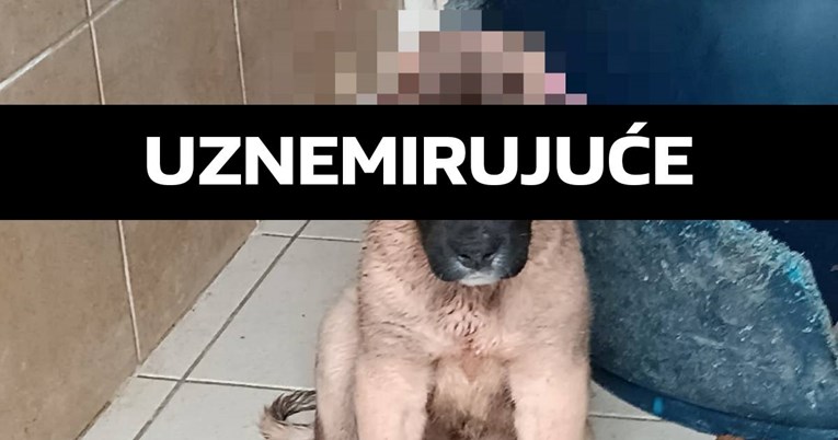 UZNEMIRUJUĆE Netko je psiću starom tri mjeseca odrezao uši i ostavio ga na cesti