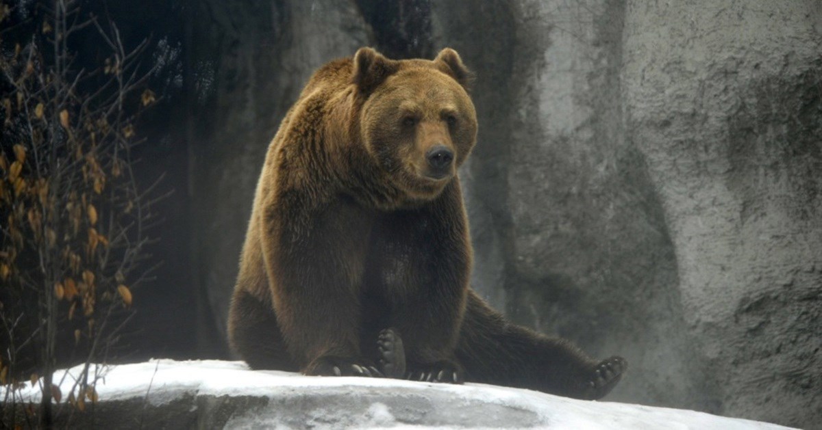 Medvjedi u Japanu ulaze u trgovine i škole, napadaju ljude. Uvode se drastične mjere
