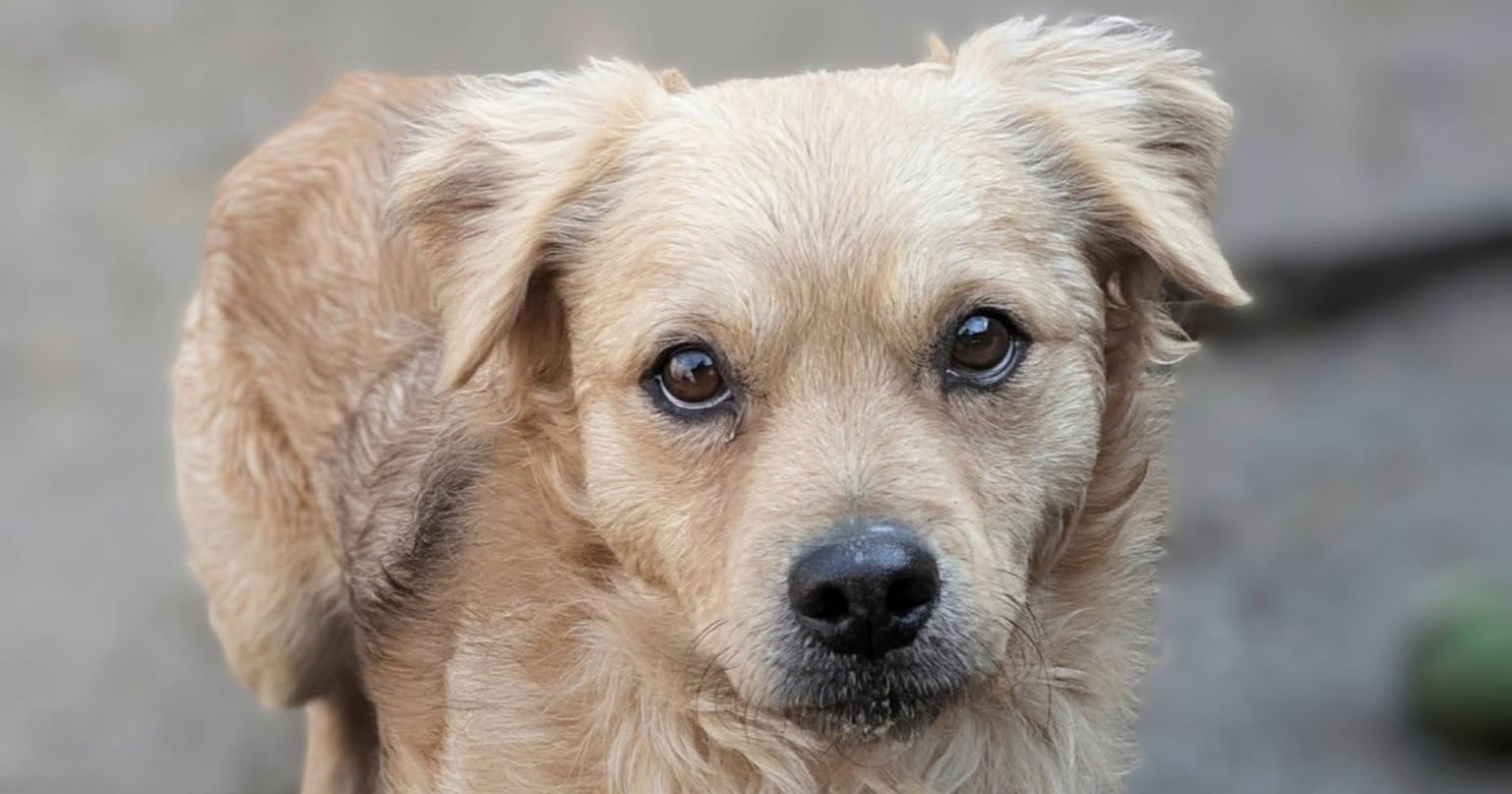 Plašljivi pas Zagor iz osječkog azila traži strpljiv dom